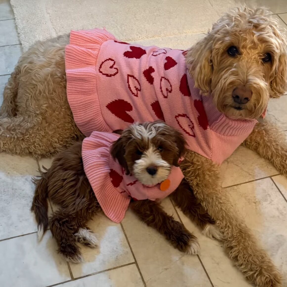 GINGER & COCO orthodontist surprise