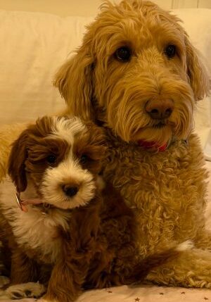 img_6151-r72a6fwob1i4ntvutuik081ooq39h9vtx2057m2wt0 Meet Our Office Dogs