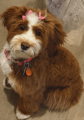 p_0jMph9 braces glendale